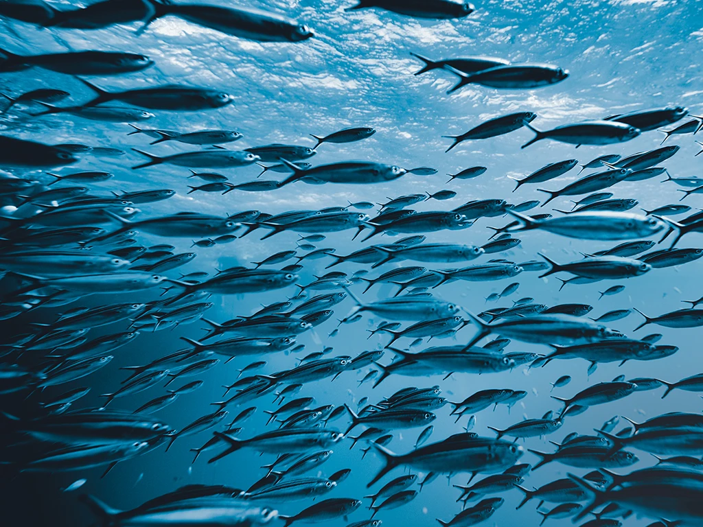 Pesca Sustentável Auchan