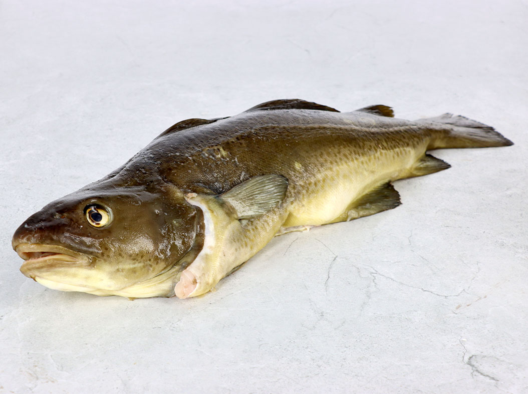 Bacalhau Fresco Kg